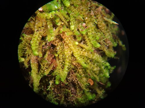 Sphenolobus saxicola, 2025-06-28