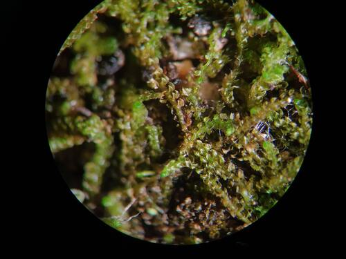 Monster Pawwort (Tetralophozia setiformis)