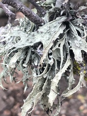 Ramalina subleptocarpha