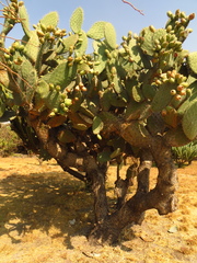 Opuntia lasiacantha