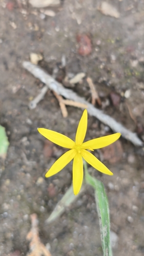 Mexican Yellow Star-grass (Hypoxis mexicana)