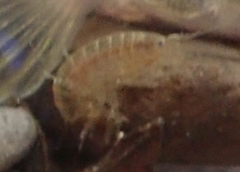 Gammarus pseudolimnaeus