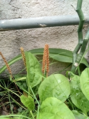 Plantago major