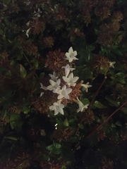 Abelia × grandiflora