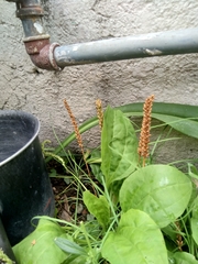 Plantago major