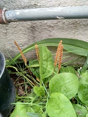 Plantago major