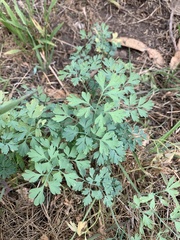 Lomatium californicum