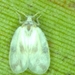 Rugose Spiraling Whitefly - Photo (c) Sanjay Kumar Pradhan, some rights reserved (CC BY-NC), uploaded by Sanjay Kumar Pradhan