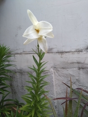 Lilium formosanum