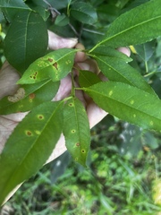 Cercosporiose (Cercospora circumscissa)