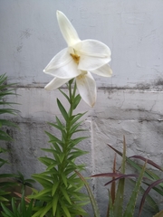 Lilium formosanum