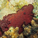 Asteronotus hepaticus - Photo (c) Erwin Koehler, μερικά δικαιώματα διατηρούνται (CC BY-NC), uploaded by Erwin Koehler