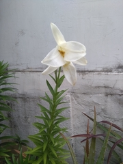 Lilium formosanum