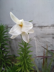 Lilium formosanum