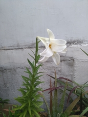 Lilium formosanum