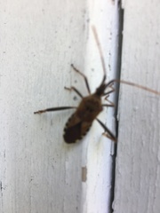 Leptoglossus occidentalis