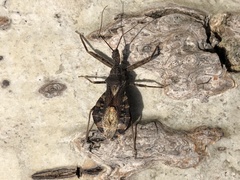 Acholla multispinosa