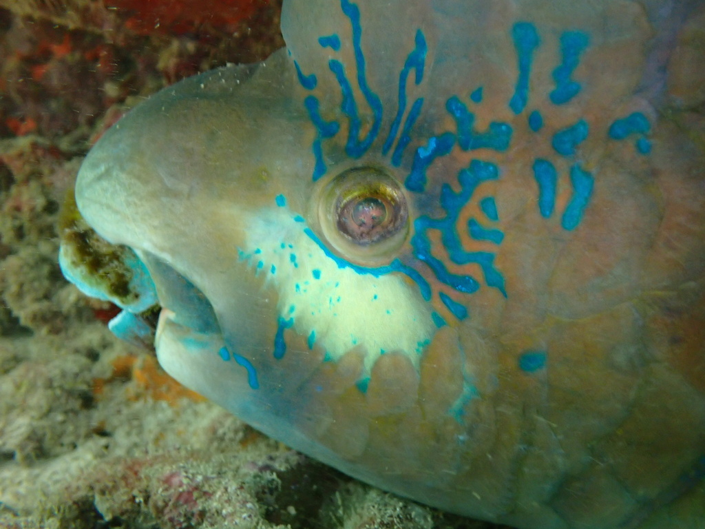 Photo of Bumphead parrotfish Pacific (Scarus perrico)