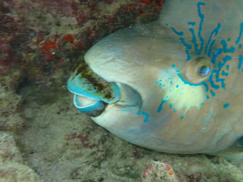 Photo of Bumphead parrotfish Pacific (Scarus perrico)