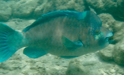 Photo of Bumphead parrotfish Pacific (Scarus perrico)