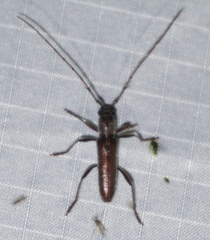 Aneflomorpha