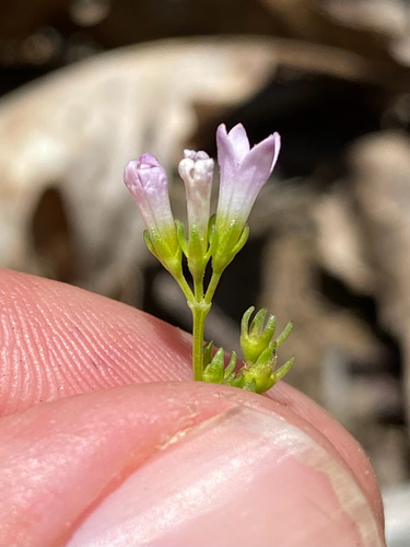 Houstonia canadensis, photograph 3