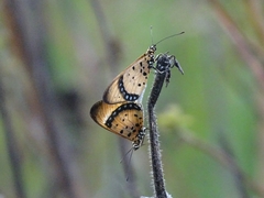 Acraea caecilia
