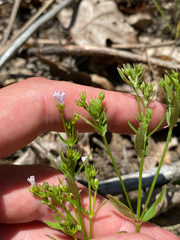 Houstonia canadensis, photograph (c) Quinten Wiegersma, some rights reserved (CC BY)