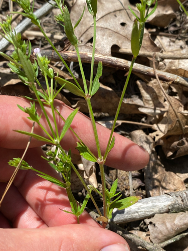 Houstonia canadensis, photograph 4