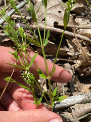 Houstonia canadensis, photograph (c) Quinten Wiegersma, some rights reserved (CC BY)