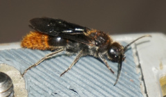 Sphaeropthalma marpesia