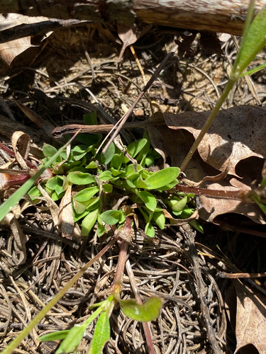 Houstonia canadensis, photograph 5