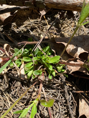 Houstonia canadensis, photograph (c) Quinten Wiegersma, some rights reserved (CC BY)