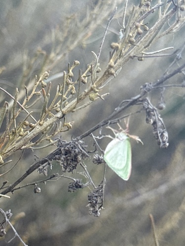 iNaturalist observation photo of Synchlora