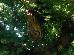 Apis mellifera ligustica