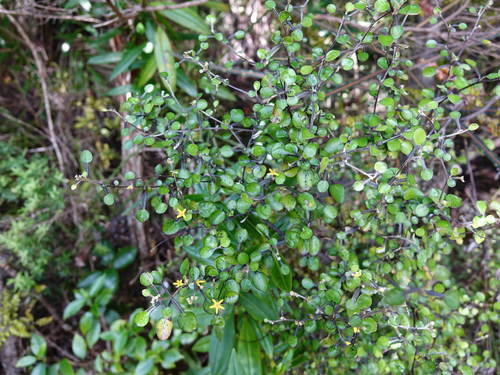 Corokia cotoneaster