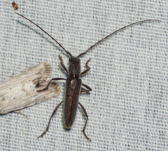 Aneflomorpha