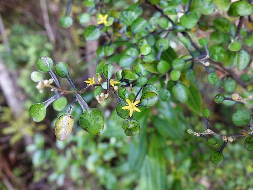 Corokia cotoneaster