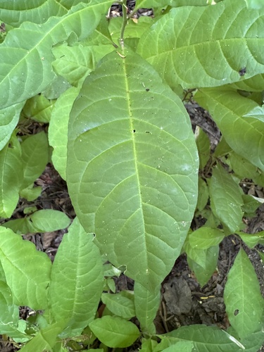 Hierba del zorrillo (Petiveria alliacea)