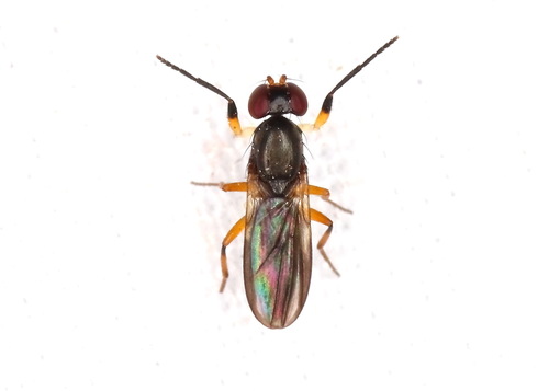 Heteromeringia observed 2025-07-29