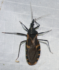 Triatoma