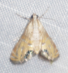 Petrophila daemonalis