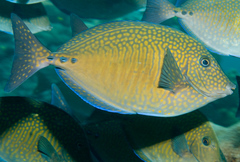 Prionurus maculatus