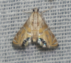 Petrophila daemonalis