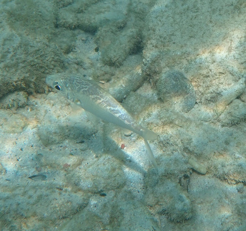 Florida mojarra (Ulaema lefroyi) — Gerreidae — 4