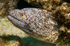 Gymnothorax annasona