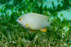 Plectroglyphidodon gascoynei