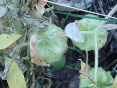 Physalis caudella