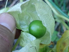 Physalis caudella