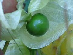 Physalis caudella